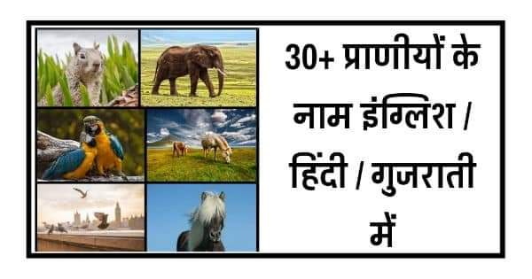 35+ Animal Name in Hindi | प्राणियों के नाम (with Pictures) -