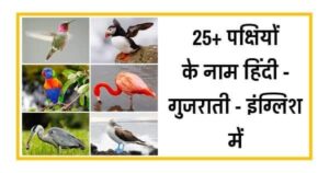 Birds Name in Gujarati