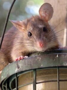 चूहों के बारे में ये जानकर चौंक जाएंगे | Facts about Rats