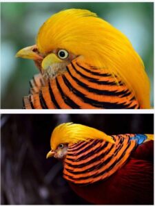 Must Watch Top 10 Most Beautiful Birds In The World