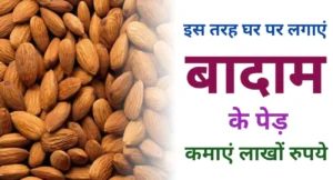 Almond Plant In India - Best Almond Plant In India - Almond Plant In India Price / Badam Tree Price Almond Plant In India Online Almond Plant Nursery In India Almond Plant In India For Sale / Badam Tree For Sale Indian Almond Leaves Badam Tree Fruit / Badam Tree Uses Badam Tree Botanical Name Badam Tree In English